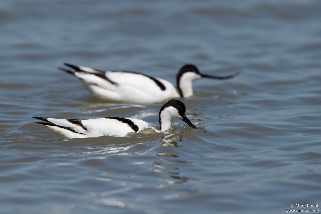 Pied Avocetadult breeding