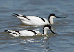 Pied Avocet