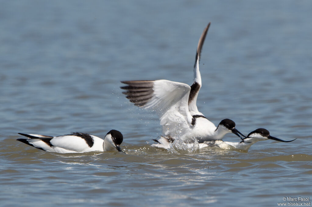 Pied Avocetadult breeding, swimming