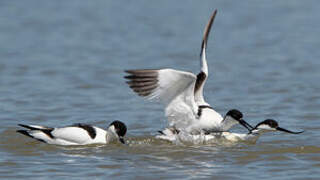 Pied Avocet