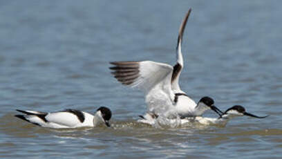 Avocette élégante