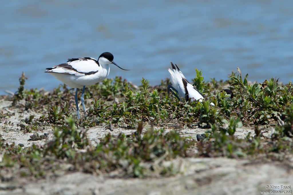 Avocette éléganteadulte, Nidification