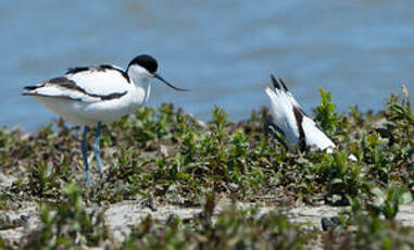 Avocette élégante