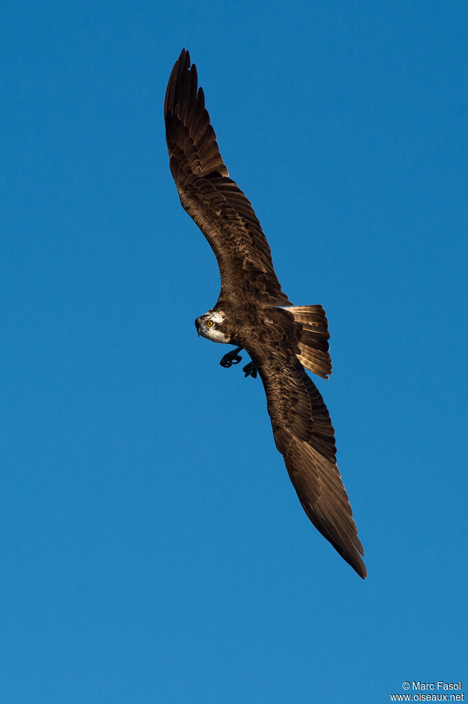 Ospreyadult, Flight