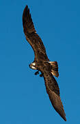 Western Osprey