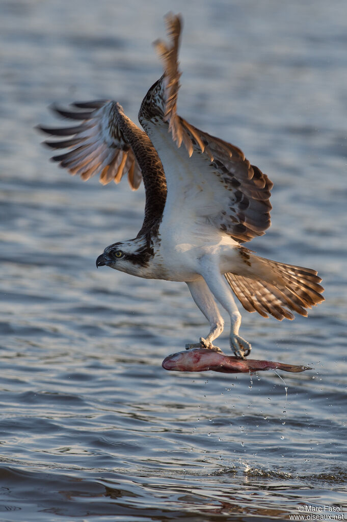 Ospreyadult breeding, identification, Flight, fishing/hunting