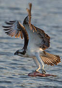 Western Osprey