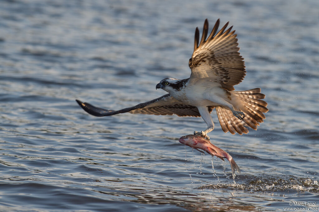 Balbuzard pêcheuradulte, identification, Vol, régime, pêche/chasse