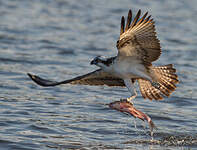 Balbuzard pêcheur