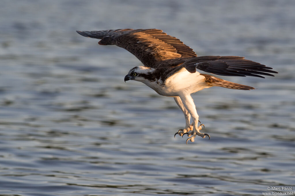 Balbuzard pêcheuradulte, Vol