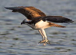 Western Osprey