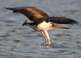 Balbuzard pêcheur