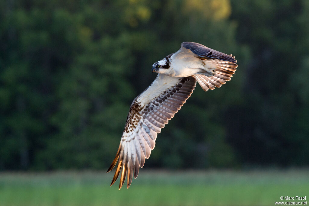 Balbuzard pêcheuradulte, Vol