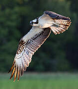 Western Osprey