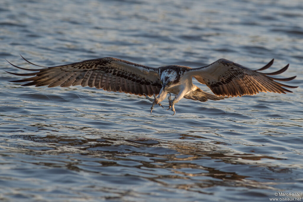 Western Ospreyadult, identification, Flight, fishing/hunting