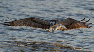 Western Osprey