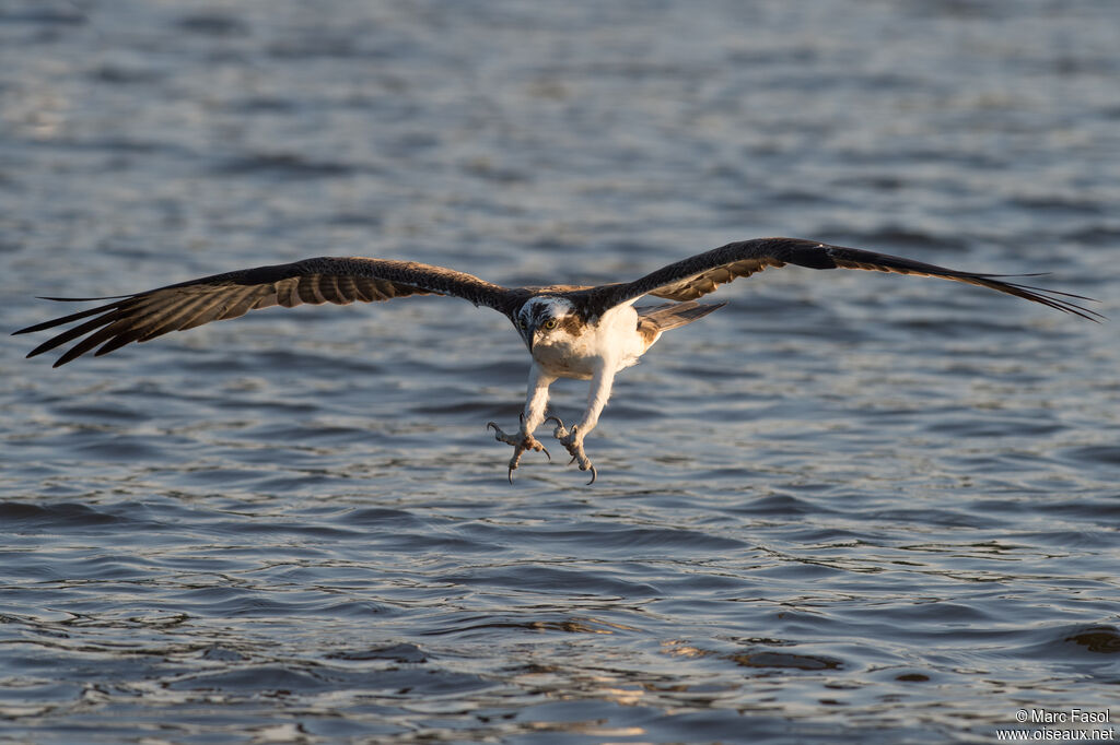 Balbuzard pêcheuradulte, identification, pêche/chasse