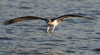 Western Osprey