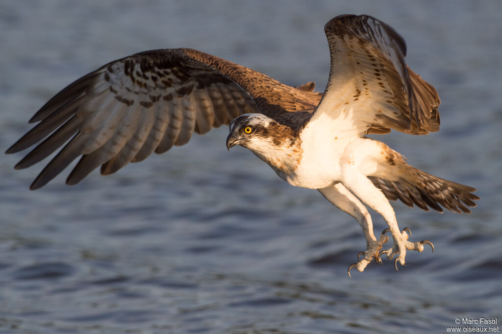 Ospreyadult, Flight