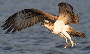 Western Osprey