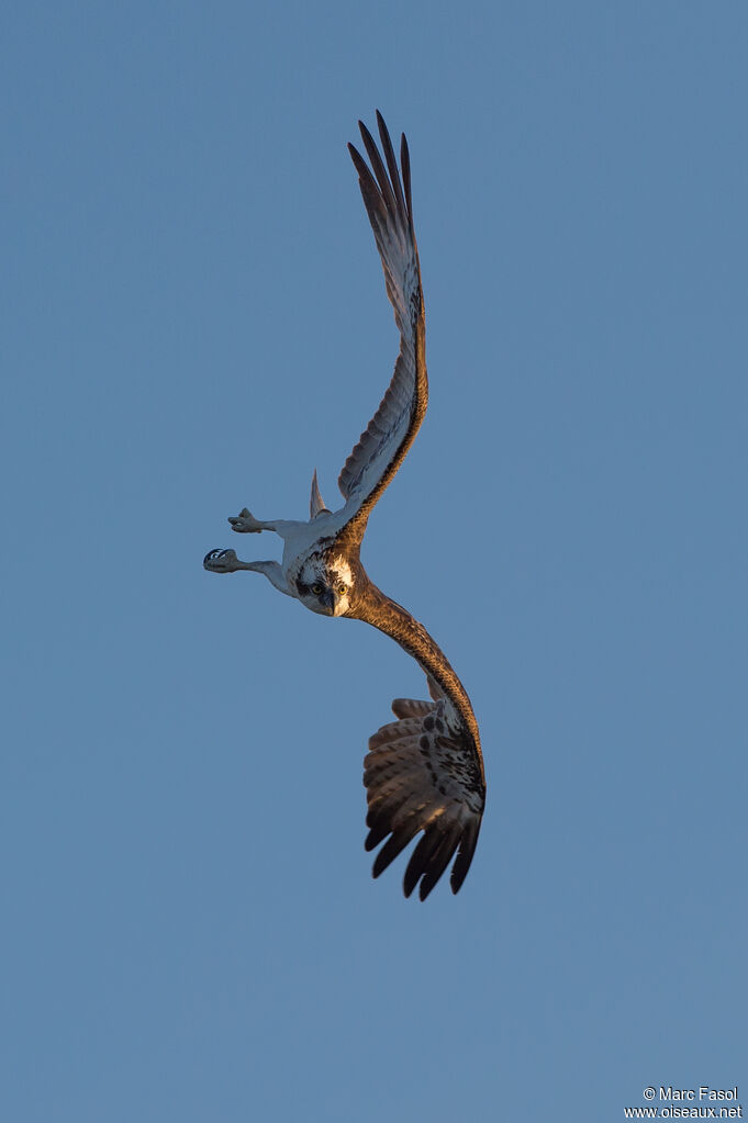 Ospreyadult, Flight