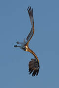 Western Osprey