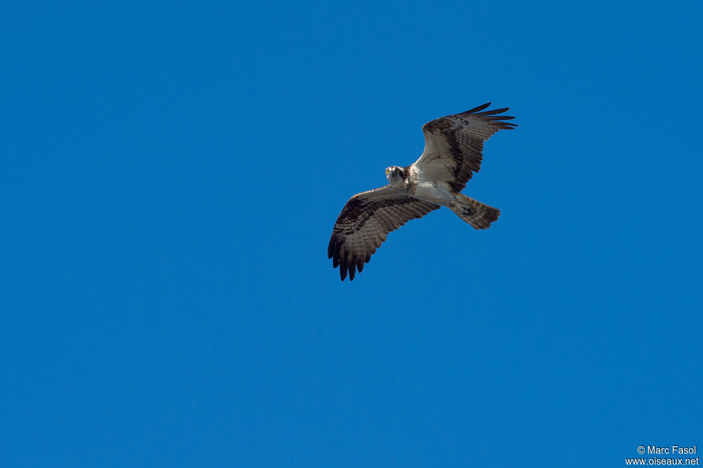 Ospreyadult, Flight