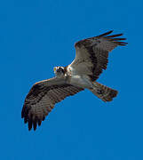 Western Osprey