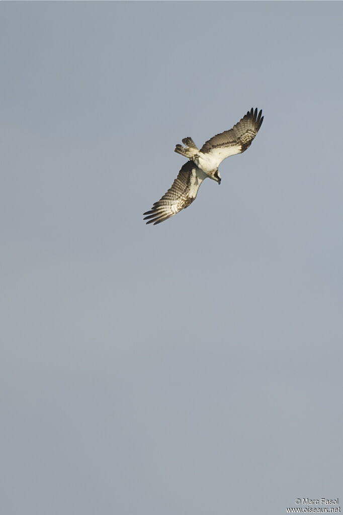 Balbuzard pêcheuradulte, Vol