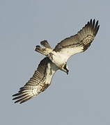 Western Osprey