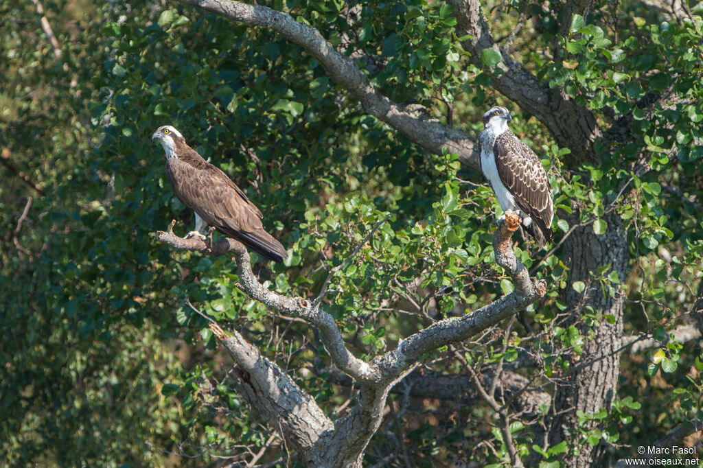 Osprey, identification