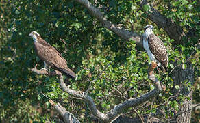 Osprey