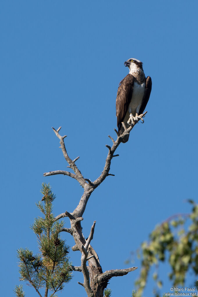 Western Ospreyadult, identification