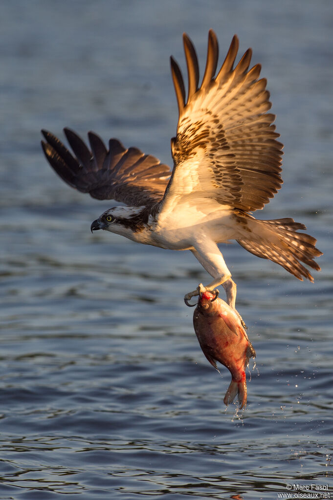 Western Ospreyadult, identification, Flight, fishing/hunting