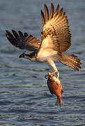 Western Osprey