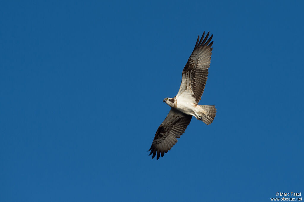 Ospreyadult, Flight