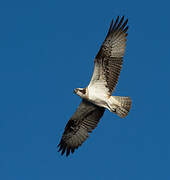 Western Osprey