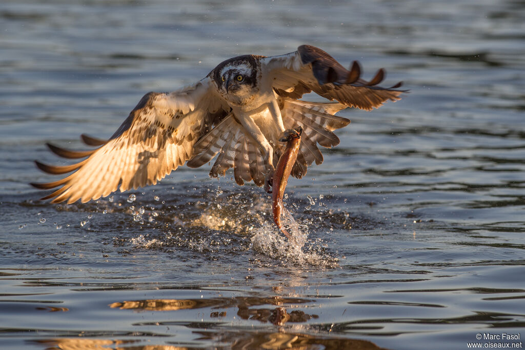 Balbuzard pêcheuradulte, identification, régime, pêche/chasse