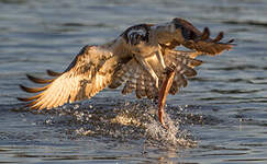 Balbuzard pêcheur