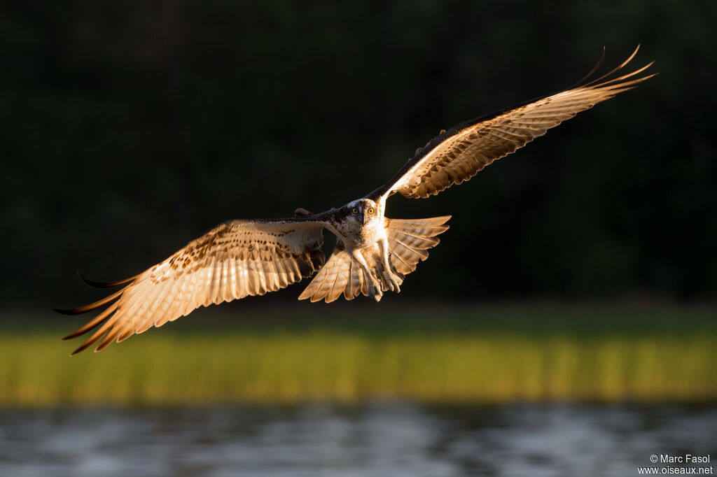 Balbuzard pêcheuradulte, Vol