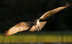 Western Osprey