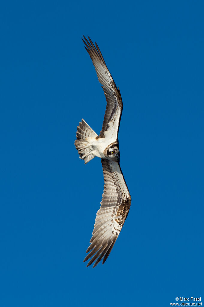 Ospreyadult, Flight