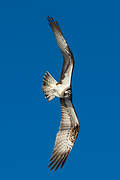 Western Osprey