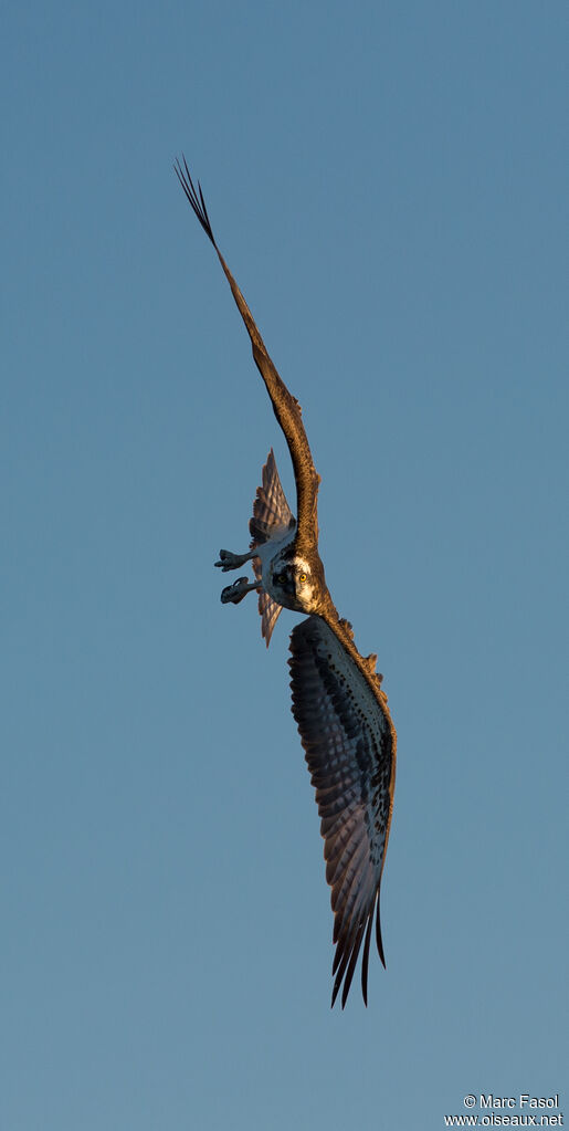 Western Ospreyadult, Flight