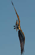 Western Osprey