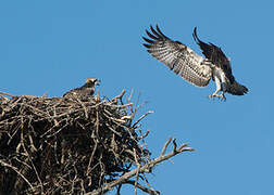 Osprey