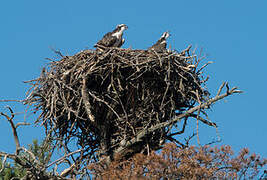 Western Osprey