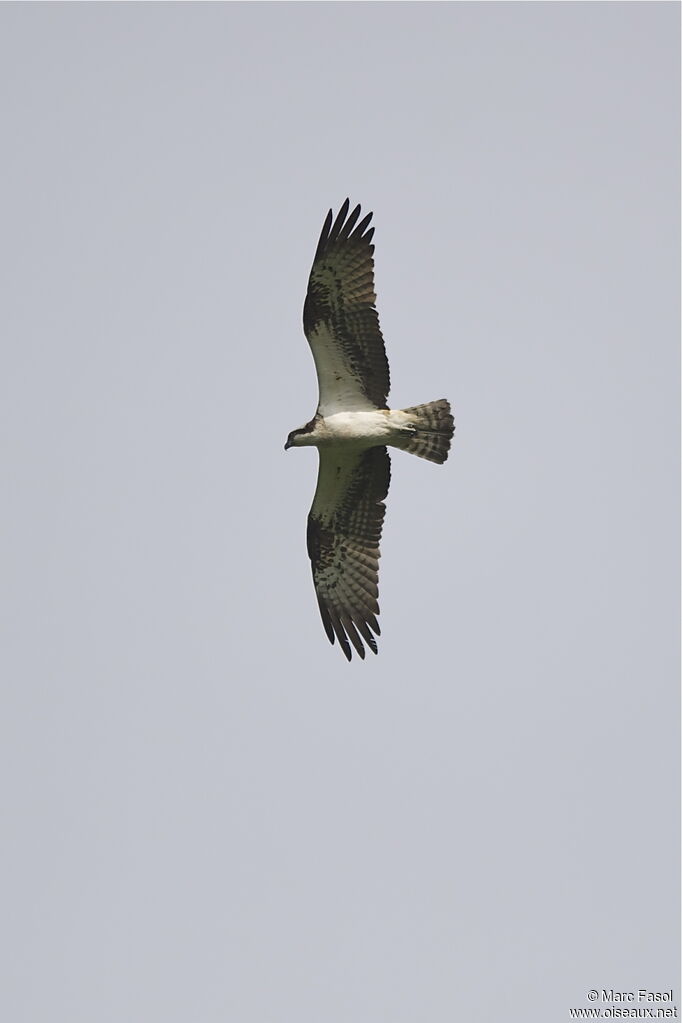 Balbuzard pêcheuradulte, Vol