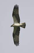 Western Osprey