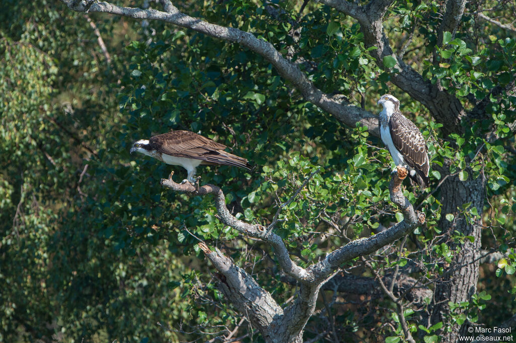 Osprey, identification